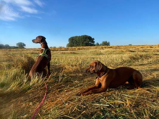 Rhodesian Ridgeback-Beitrag-Bild