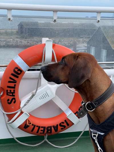 Rhodesian Ridgeback-Beitrag-Bild