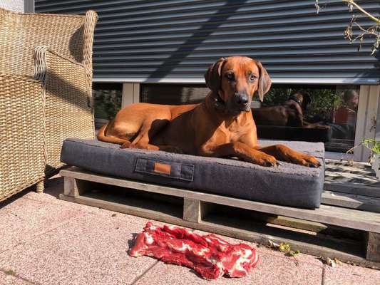Rhodesian Ridgeback-Beitrag-Bild