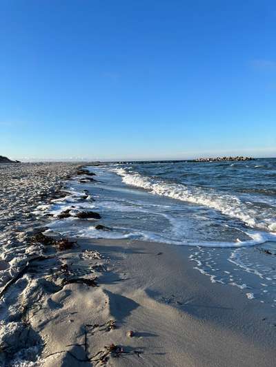 Rhodesian Ridgeback-Beitrag-Bild