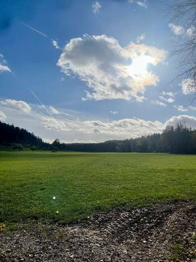 Rhodesian Ridgeback-Beitrag-Bild