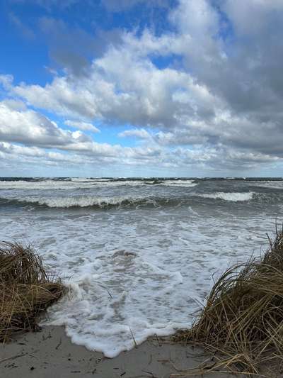 Rhodesian Ridgeback-Beitrag-Bild