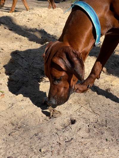 Rhodesian Ridgeback-Beitrag-Bild