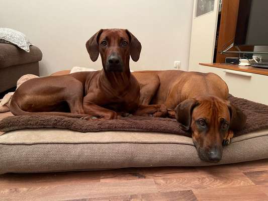 Rhodesian Ridgeback-Beitrag-Bild