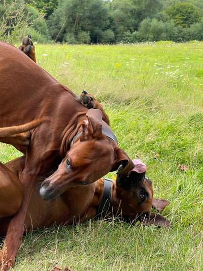 Rhodesian Ridgeback-Beitrag-Bild