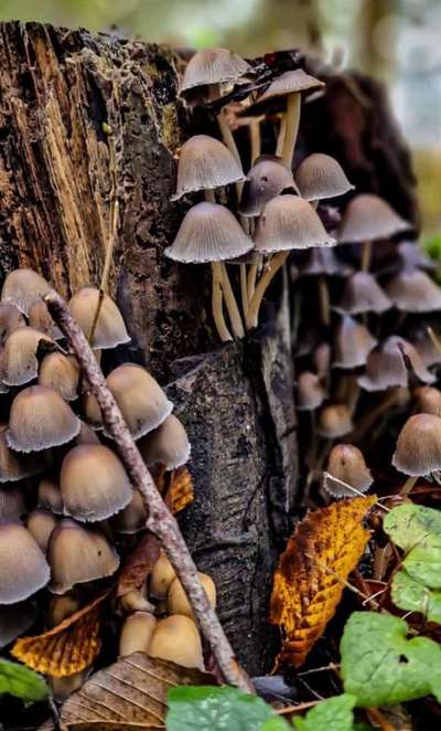 Rhodesian Ridgeback-Beitrag-Bild