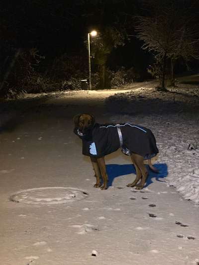 Rhodesian Ridgeback-Beitrag-Bild