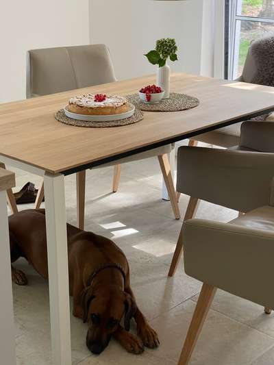 Rhodesian Ridgeback-Beitrag-Bild