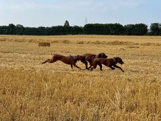 Rhodesian Ridgeback-Beitrag-Bild