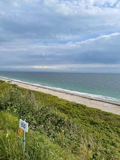 Rhodesian Ridgeback-Beitrag-Bild