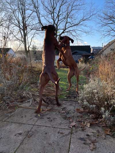 Rhodesian Ridgeback-Beitrag-Bild