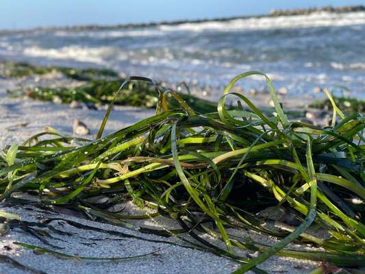 Rhodesian Ridgeback-Beitrag-Bild