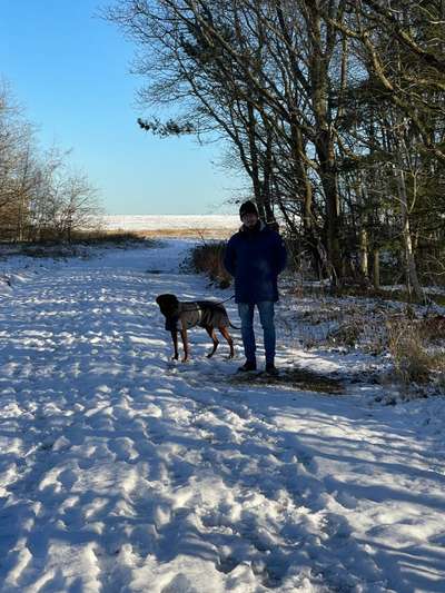 Rhodesian Ridgeback-Beitrag-Bild
