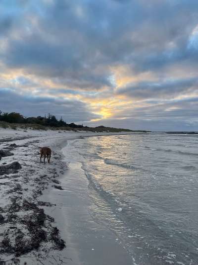 Rhodesian Ridgeback-Beitrag-Bild