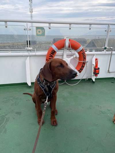 Rhodesian Ridgeback-Beitrag-Bild