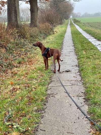 Rhodesian Ridgeback-Beitrag-Bild