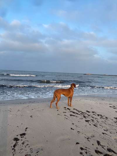 Rhodesian Ridgeback-Beitrag-Bild