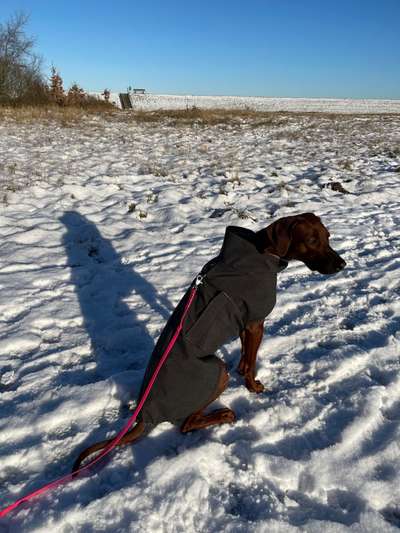 Rhodesian Ridgeback-Beitrag-Bild