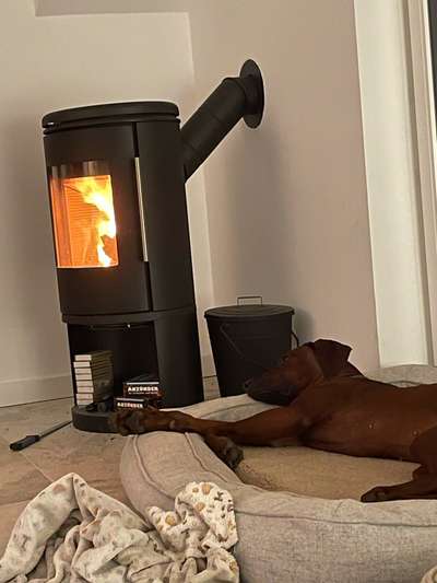 Rhodesian Ridgeback-Beitrag-Bild