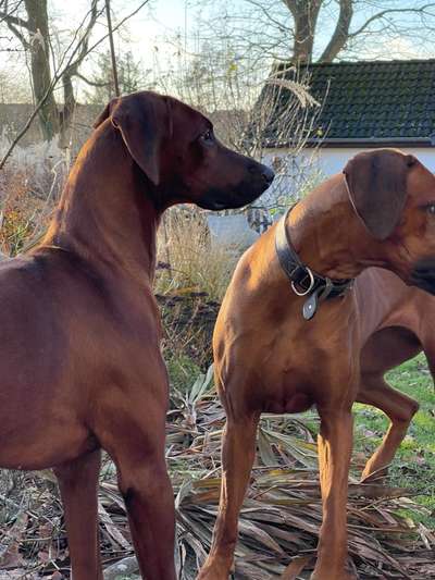 Rhodesian Ridgeback-Beitrag-Bild
