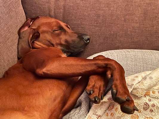 Rhodesian Ridgeback-Beitrag-Bild