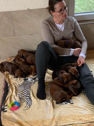 Rhodesian Ridgeback-Beitrag-Bild