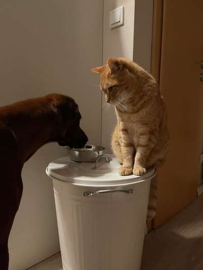 Rhodesian Ridgeback-Beitrag-Bild