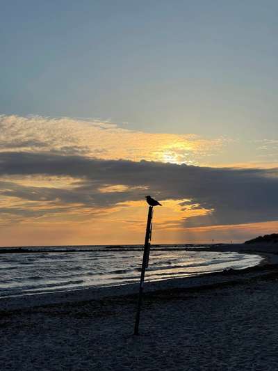 Rhodesian Ridgeback-Beitrag-Bild