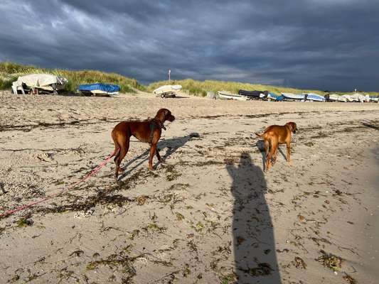 Rhodesian Ridgeback-Beitrag-Bild