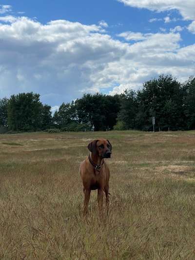 Rhodesian Ridgeback-Beitrag-Bild