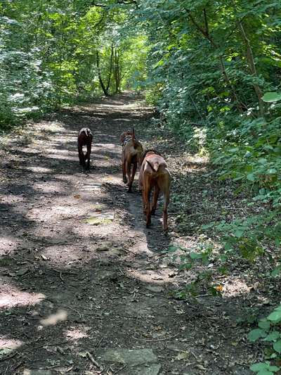 Rhodesian Ridgeback-Beitrag-Bild