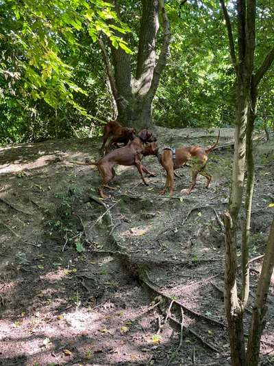 Rhodesian Ridgeback-Beitrag-Bild