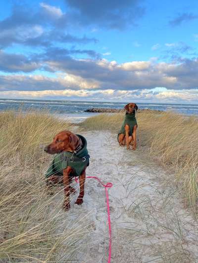 Rhodesian Ridgeback-Beitrag-Bild