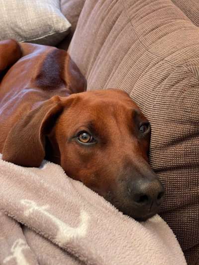 Rhodesian Ridgeback-Beitrag-Bild