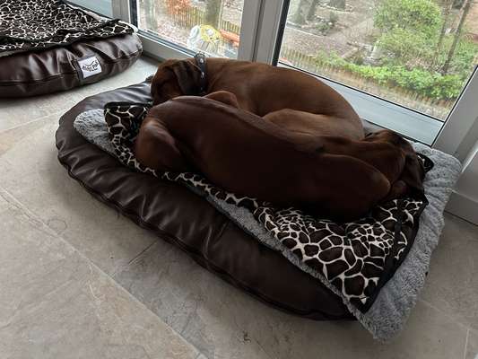 Rhodesian Ridgeback-Beitrag-Bild