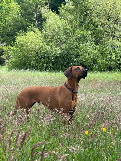 Rhodesian Ridgeback-Beitrag-Bild