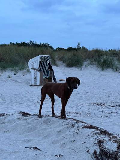 Rhodesian Ridgeback-Beitrag-Bild