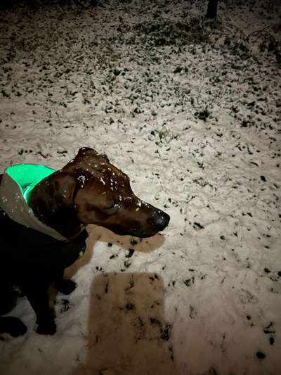 Rhodesian Ridgeback-Beitrag-Bild