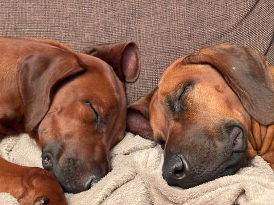 Rhodesian Ridgeback-Beitrag-Bild