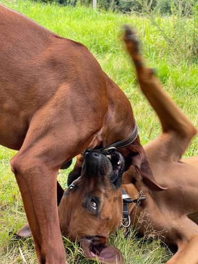 Rhodesian Ridgeback-Beitrag-Bild
