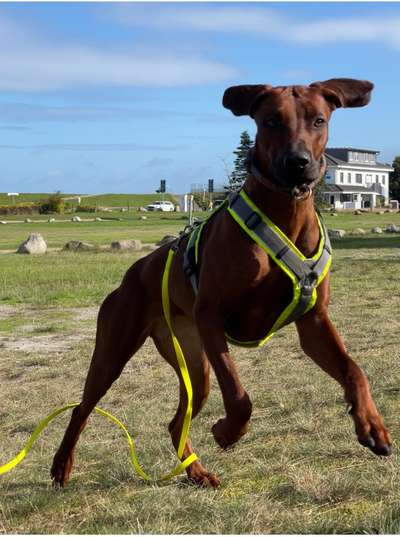 Rhodesian Ridgeback-Beitrag-Bild