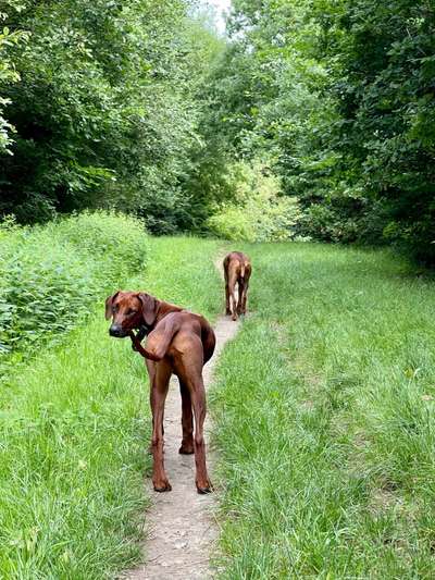 Rhodesian Ridgeback-Beitrag-Bild