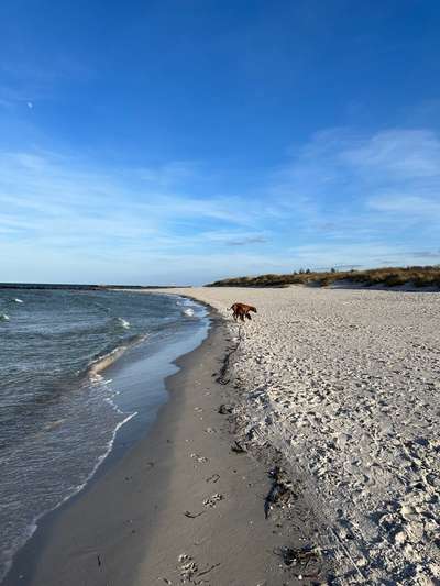 Rhodesian Ridgeback-Beitrag-Bild