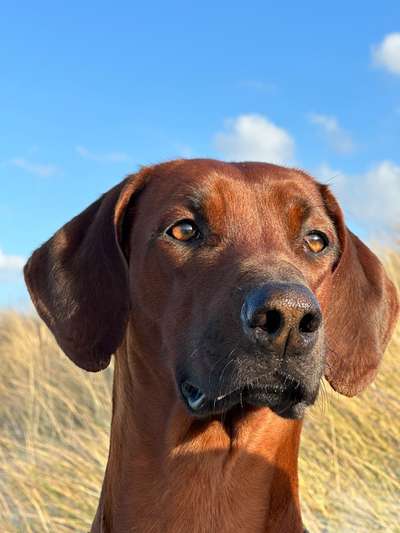 Rhodesian Ridgeback-Beitrag-Bild