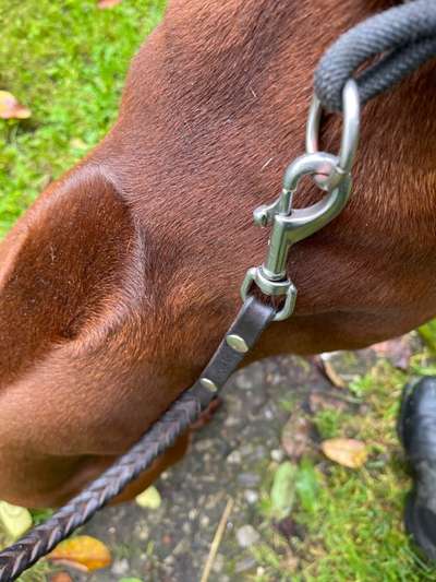 Rhodesian Ridgeback-Beitrag-Bild