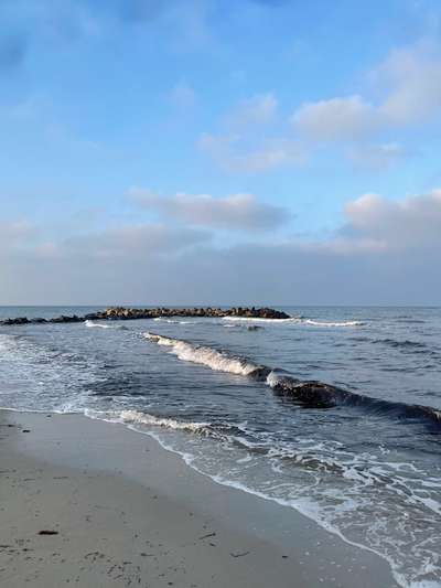 Rhodesian Ridgeback-Beitrag-Bild