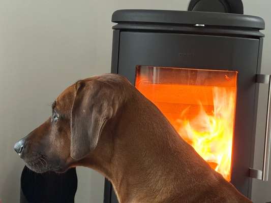 Rhodesian Ridgeback-Beitrag-Bild