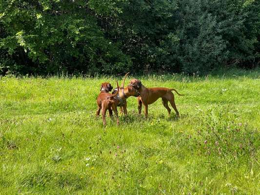Rhodesian Ridgeback-Beitrag-Bild
