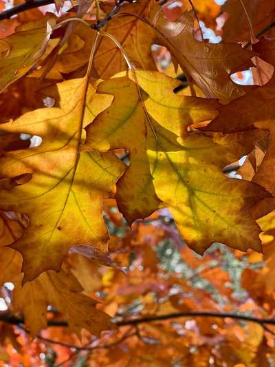 Rhodesian Ridgeback-Beitrag-Bild