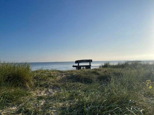 Rhodesian Ridgeback-Beitrag-Bild